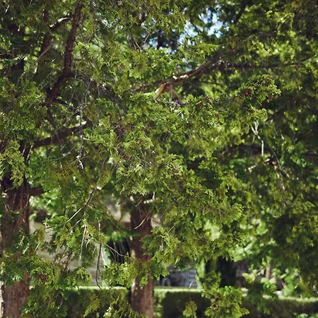 Casa Do Comendador Penzion Manteigas